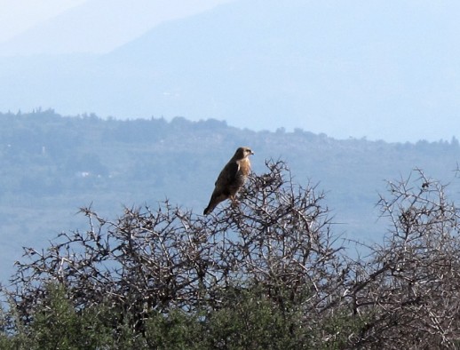 Raptor (Bird of Prey), Chania Area