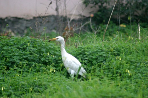 Cattle Egret (Bubulcus ibis), Platanes, Rethymnon