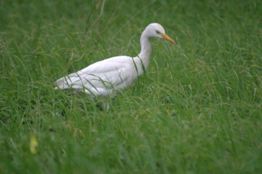 Cattle Egret (Bubulcus ibis), Platanes, Rethymnon