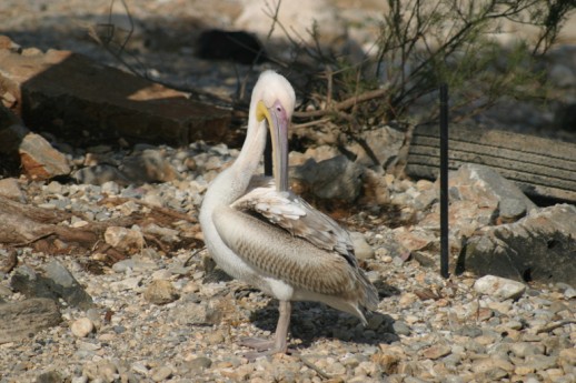 White Pelican (Pelecanus onocrotalus), Harbour near Chania