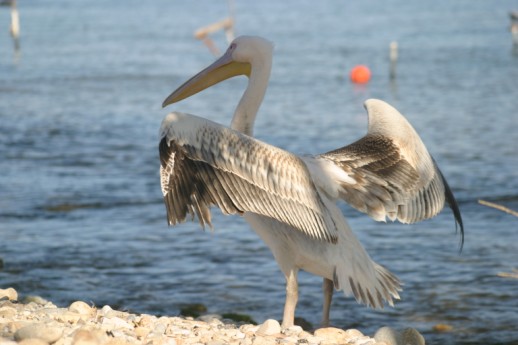 White Pelican (Pelecanus onocrotalus), Harbour near Chania
