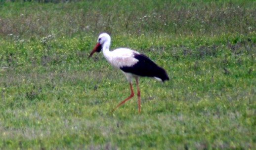 White Stork (Ciconia ciconia), near the village of Agia, Chania