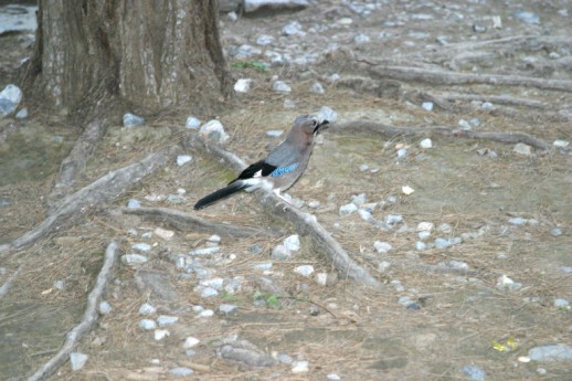 Eurasian Jay (Garrulus glandarius), Samaria Gorge, Chania