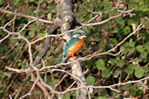 Common Kingfisher (Alcedo atthis), Zaros Lake, Heraklion