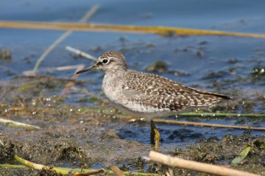 Wood Sandpiper (Tringa glareola), Agia Lake, Chania