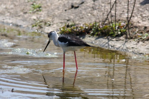 Black-winged Stilt (Himantopus himantopus), Agia Lake, Chania