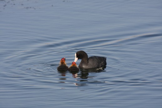 Coot with young (Fulica atra), Agia Lake, Chania