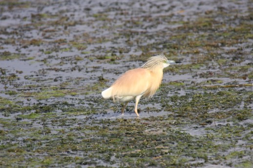 Squacco Heron (Ardeola ralloides), Agia Lake, Chania