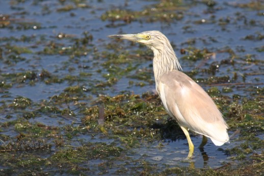 Squacco Heron (Ardeola ralloides), Agia Lake, Chania
