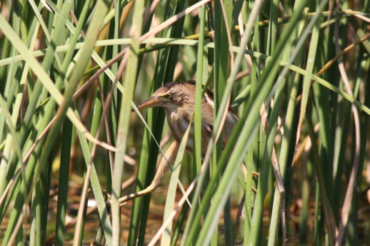 Little Bittern - adult (Ixobrychus minutus), Agia Lake, Chania