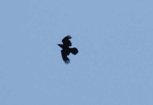 Alpine Chough - uncertain - (Pyrrhocorax graculus)