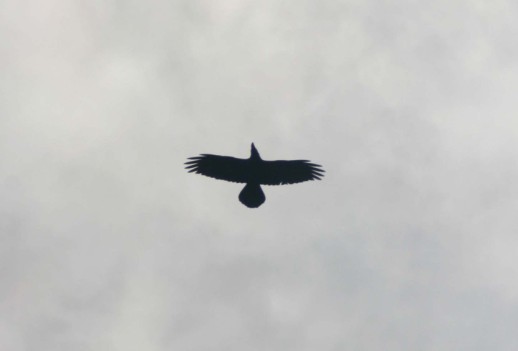 Alpine Chough - uncertain - (Pyrrhocorax graculus)