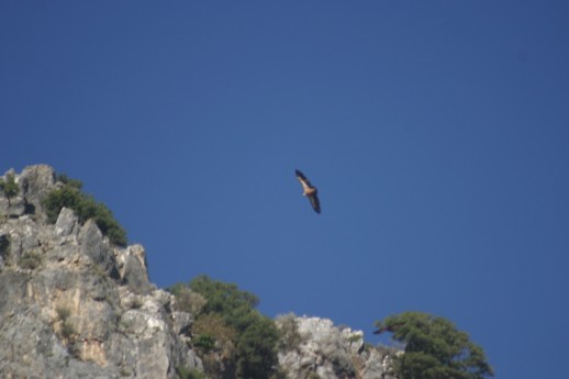 Griffon Vulture (Gyps fulvus), near Vistagi, Rethymnon