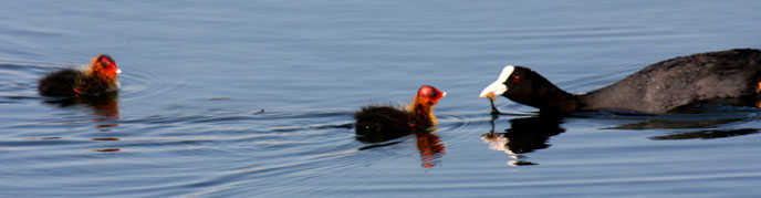 Coot with young (Fulica atra), Agia Lake, Chania