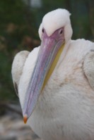 White Pelican (Pelecanus onocrotalus), Harbour near Chania