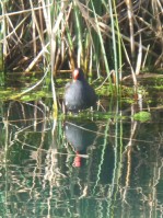 Moorhen (Gallinula chloropus), Georgioupolis, Chania