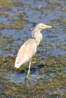 Squacco Heron (Ardeola ralloides), Agia Lake, Chania