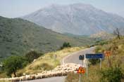 Roaming flocks of sheep near Areti Monastery, Crete
