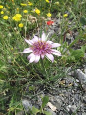 Salsify, Goat's Beard (Tragopogon porrifolous, Tragopogon sinuatus) Crete