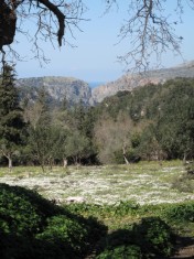 Flowering Meadow, Crete