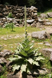 Mullein, Aaron's Rod (Verbascum macrurum), Crete