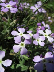 Sea Stock (Matthiola sinuata), Crete