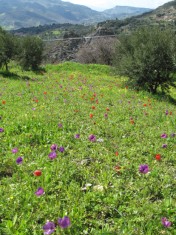 Field of Crown or Poppy Anemones (Anemone coronaria), Spring, Crete