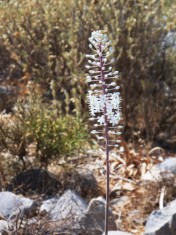 Sea Squill (Urginea maritima), Crete