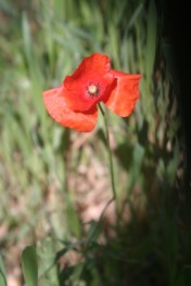 Common Poppy, Corn Poppy (Papaver rhoeas), Crete