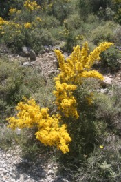 Spiny Broom (Calicotome villosa), Crete