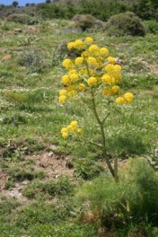 Giant Fennel (Ferula communis), Crete