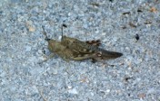 Migratory Locust (Locusta Migratoria), Lendas, South Crete