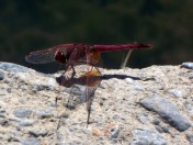 Red Dragonfly, Crete