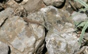 Young Balkan Green Lizard (Lacerta trilineata), Samaria Gorge, Crete