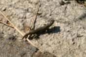 Young Balkan Green Lizard (Lacerta trilineata) without tail, Crete