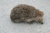 Hedgehog (Erinaceus concolor) near Kournas, Crete
