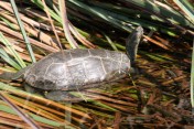Stripe-necked Terrapin (Mauremys caspica), Agia Lake, Chania Area