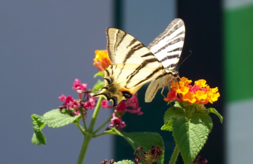 Swallowtail Butterfly, Chania, Crete