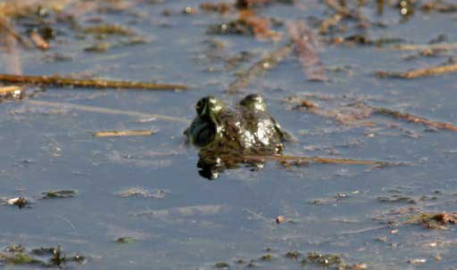 Cretan Marsh Frog (Rana cretensis), Agia Lake, Chania Area