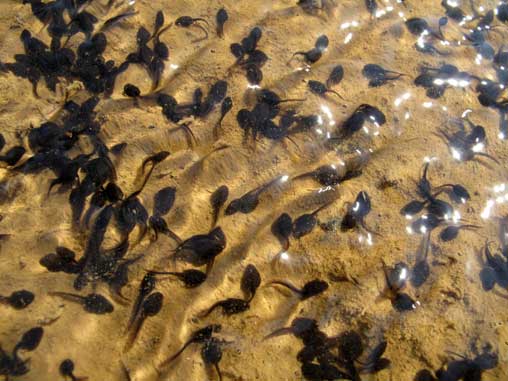 Tadpoles, Shinaria Beach, near Plakias, Crete