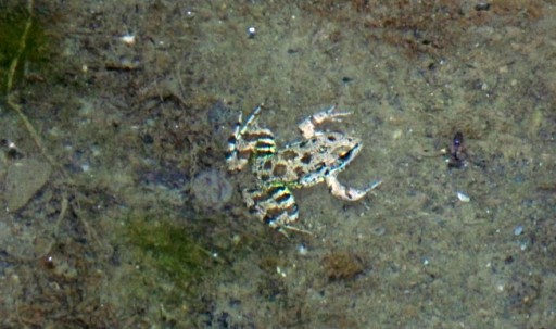 Green Toad (Bufo viridis), St Antonios Gorge, Patsos, Rethymnon
