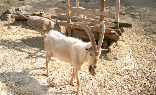 Agrimi Wild Goat/Kri Kri 