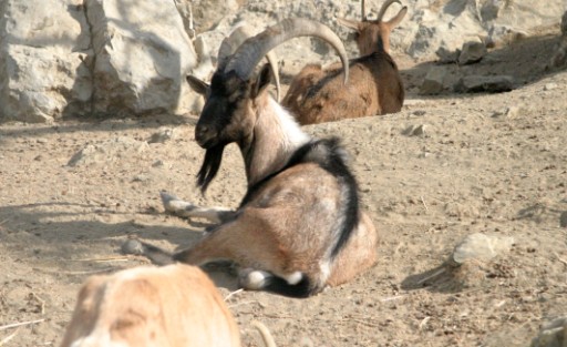 Agrimi Wild Goat/Kri Kri 