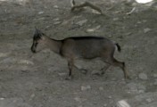Young Agrimi Wild Goat / Kri Kri (Capra aegagrus cretica), Samaria Gorge, Crete