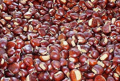 Chestnut Harvest in Elos, Chania, Crete