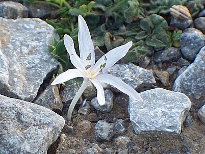 Colchicum cretense
