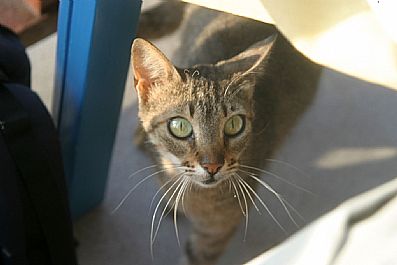 Cat Portrait, Sissi, Lasithi, Crete