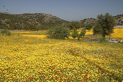Wildflowers, Rethymnon, Crete