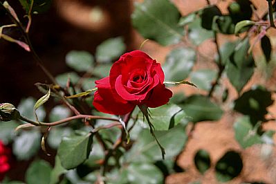 Rose, Marianthi Apartments, Platanes, Rethymnon