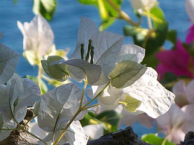 Bourgonvilla flowers, Lentas, South Crete